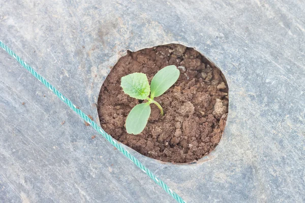 Sapling melon Jepang — Stok Foto