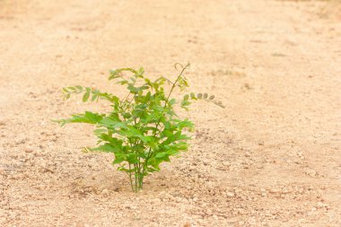 Genç domuz-erik ağacı büyüme çakıl laterite yerde