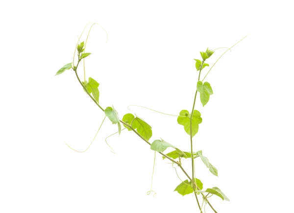 Shoots of ivy on white background — Stok Foto