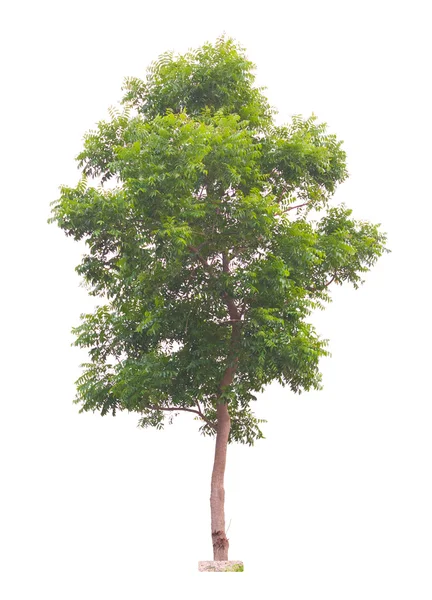 Margosa oder neem tree isoliert auf weißem Hintergrund — Stockfoto