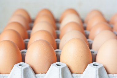 Satır tavuk yumurta karton