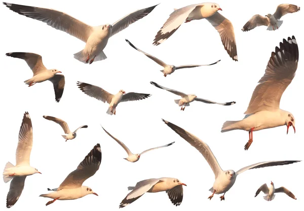 Flying seagulls, isolated on white background — Stock Photo, Image