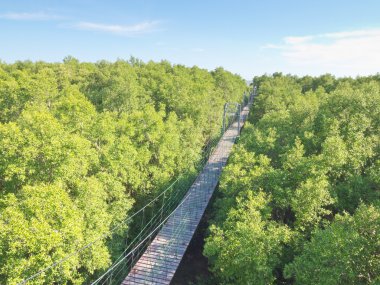 Ahşap ip köprüde mangrov orman üzerinde