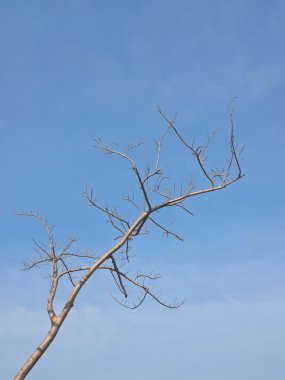 mavi gökyüzünün altında yaprak döken ağaç