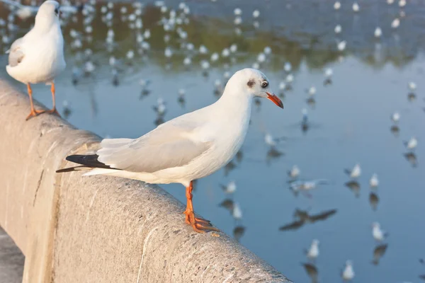 Seagull rustend op betonnen constructie — Stockfoto