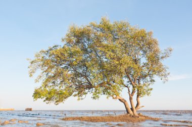 Aegiceras corniculatum - Avicennia ağacı