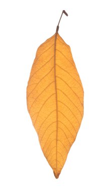 Sarı yaprak dokusu ile kurutulmuş