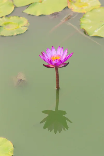Pink lotus bloom
