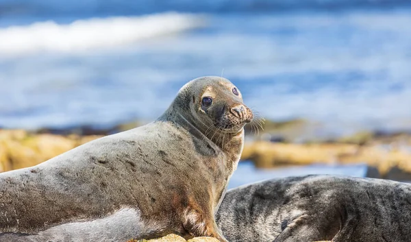 Close Photo Seal Seashore North Sea Northumberland — Stock Photo, Image