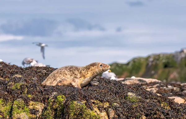 Photo Seal Pup Seashore North Sea Northumberland Main Object Pup — Stock Photo, Image