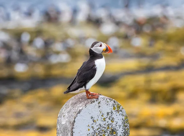 Dospělý Puffin Zůstává Létě Kameni Ostrovech Farne Anglii — Stock fotografie