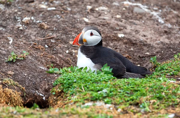 Adult Puffin Stays His Nest Flowers Farne Islands England Summer — Stock Photo, Image