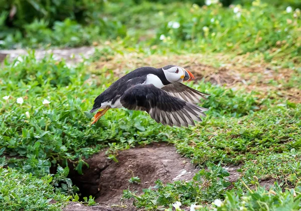 Cucciolo Adulto Che Vola Sopra Suo Nido Sulle Isole Farne — Foto Stock