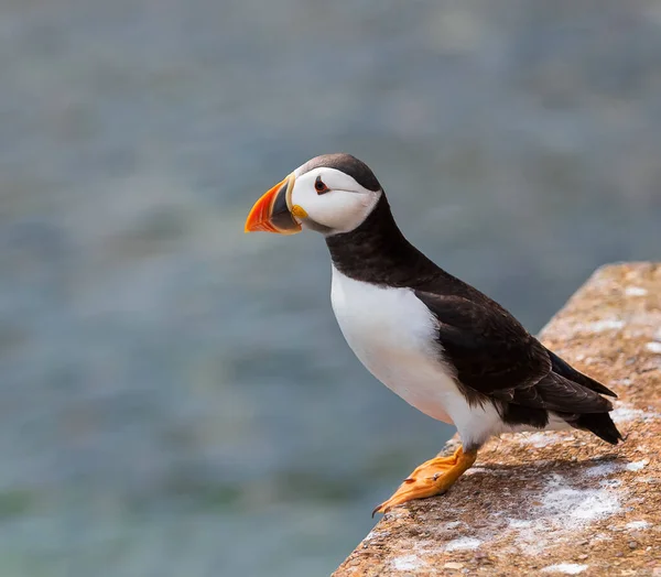 Adult Atlantic Puffin Stays Cliff Farne Islands England Summer Time — Stock Photo, Image