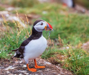 İngiltere 'nin Farne Adaları' ndaki ekmek mevsiminde balıklı Atlantik Martı.