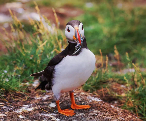 Atlantic Puffin Fish Breading Season Farne Islands England — Stock Photo, Image