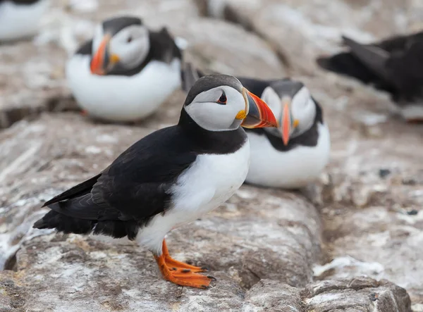 Flock Atlantic Puffin Relax Rock Breading Season Farne Islands England — Stock Photo, Image