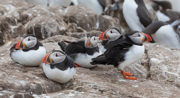 Flock Atlantisk Puffin Koppla Klippan Brödsäsongen Farneöarna England Stockfoto