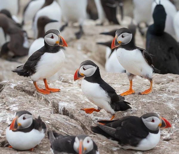 Flock Atlantisk Puffin Koppla Klippan Brödsäsongen Farneöarna England Stockfoto