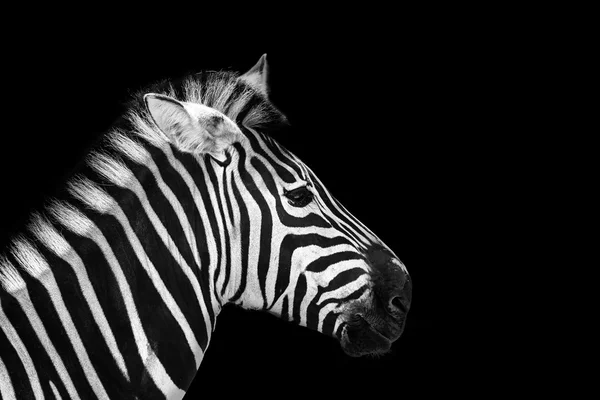 Animal zebre retrato — Foto de Stock