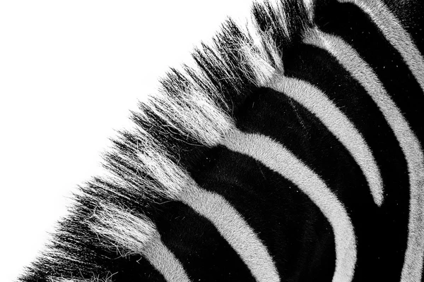 Zebra, criniera zebra, rigato tutto — Foto Stock