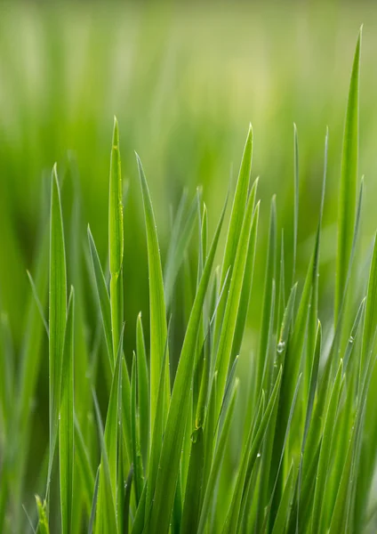 Green grass, spring, lawn