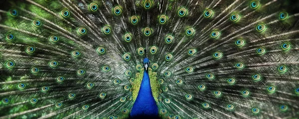 Portrait of beautiful peacock with feathers out — Stock Photo, Image