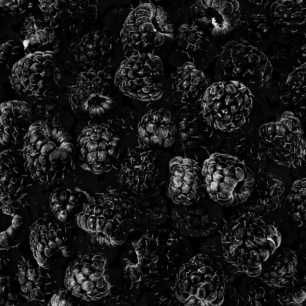 Framboise noire fond de fruit — Photo