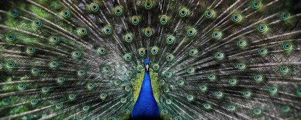 Portrait of beautiful peacock — Stock Photo, Image