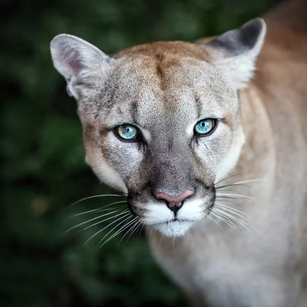 Puma with blue eyes — Stock Photo, Image