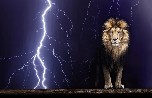 Портрет красивого льва — стоковое фото