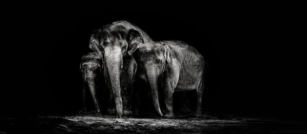 大象的家族，在黑暗中 — 图库照片