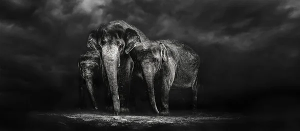 暗闇の中で象の家族 — ストック写真