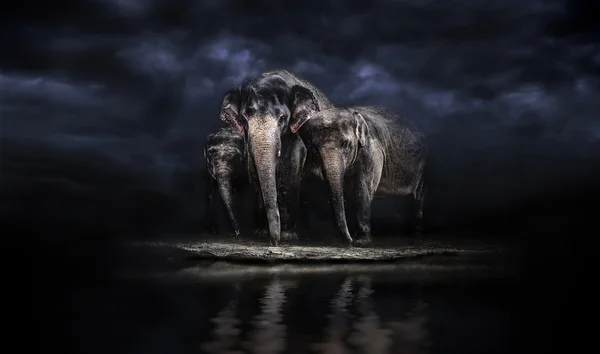 水遣りで象のグループ — ストック写真