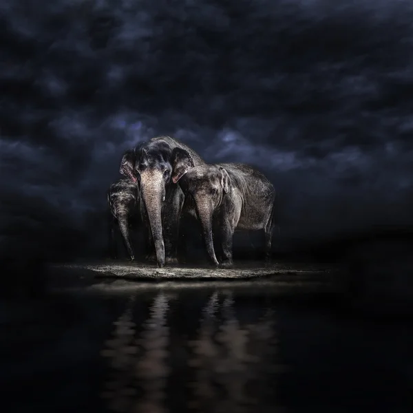Grupo de elefantes en el riego — Foto de Stock