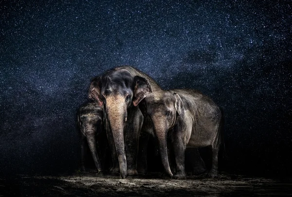 Elephants among stars — Stock Photo, Image