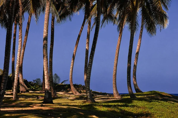 棕榈林 被棕榈树覆盖的热带岛屿 棕榈叶岛上的热带森林 热带森林背景图 免版税图库图片