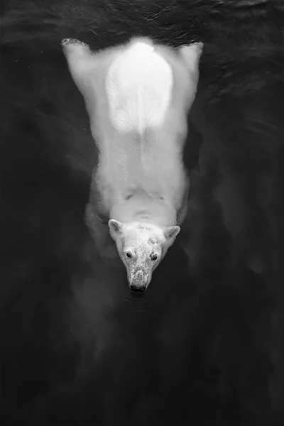 Bílý medvěd ve vodě — Stock fotografie