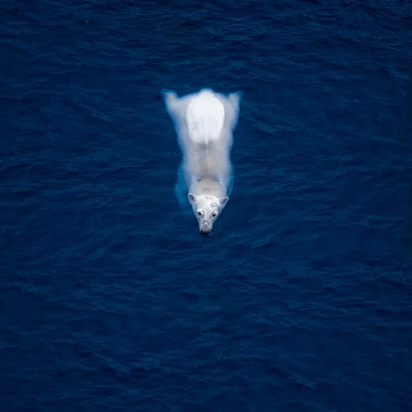 Orso bianco in acqua blu — Foto Stock