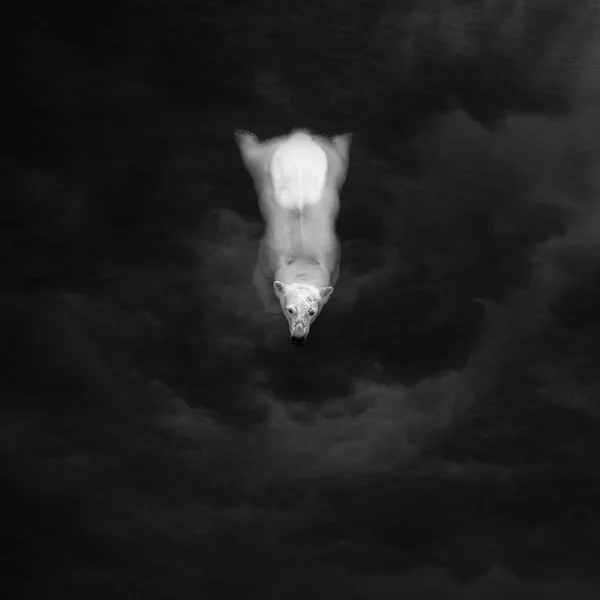 White bear in water — Stockfoto
