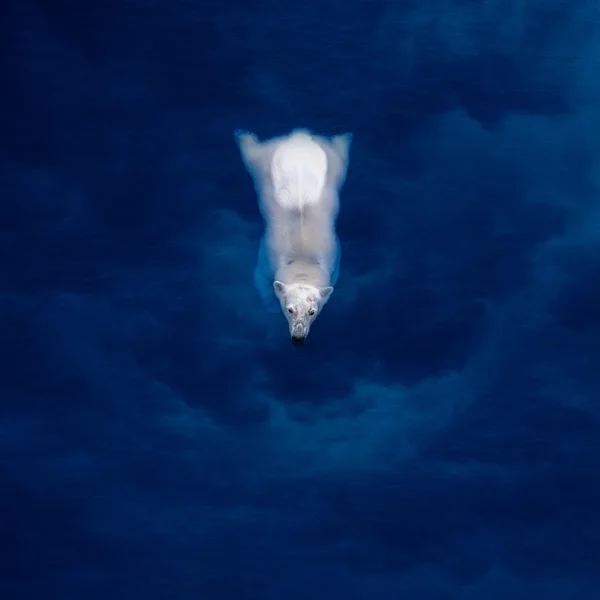 White bear in blauwe water — Stockfoto