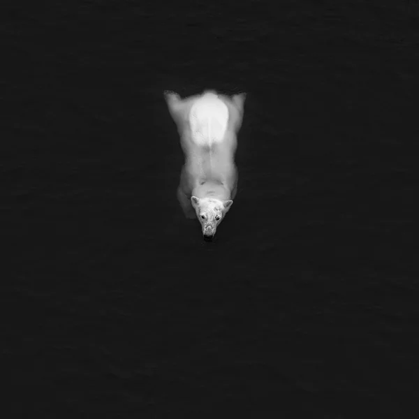 在水中的白色熊 — 图库照片