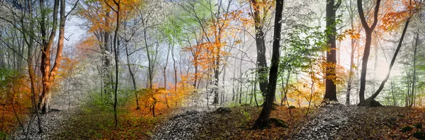 Wood panorama changing seasons — Stock Photo, Image
