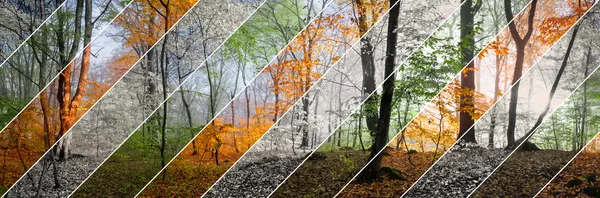 Wood panorama changing seasons — Stock Photo, Image