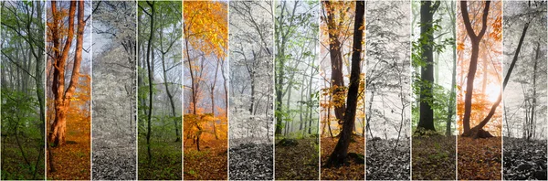 Panorama lemnului schimbă anotimpurile — Fotografie, imagine de stoc