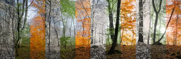 Dřevo panorama mění roční období — Stock fotografie