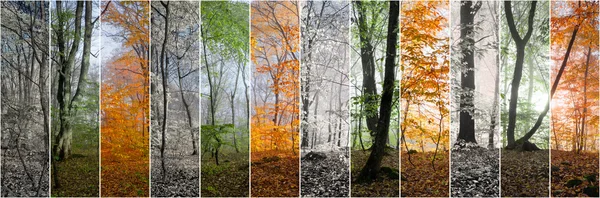 Wood panorama changing seasons — Stock Photo, Image