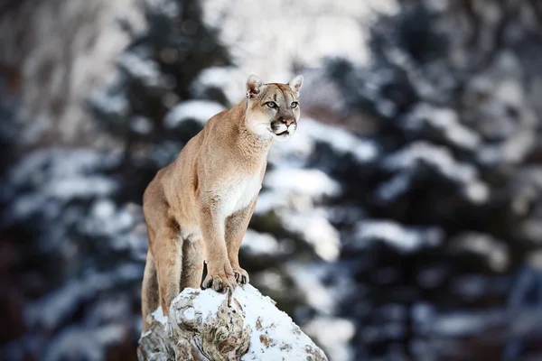 Portret van een cougar berg leeuw, puma, panther, opvallend een p — Stockfoto
