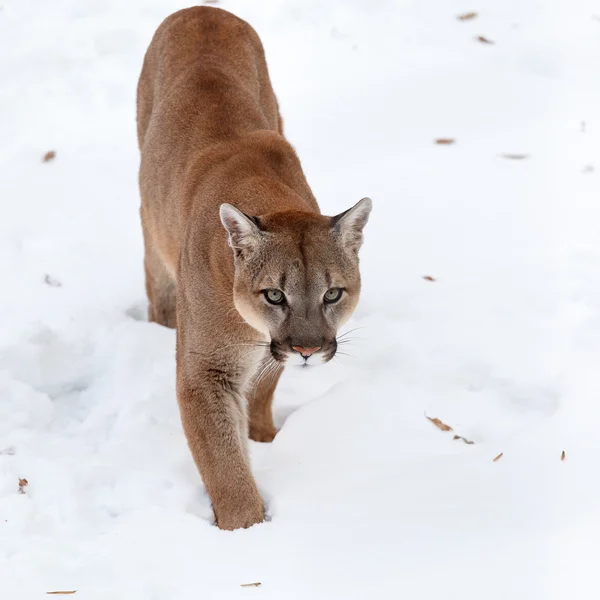 Puma en el bosque, León de montaña, gato soltero en la nieve — Foto de Stock