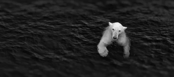 Eisbär im Wasser — Stockfoto